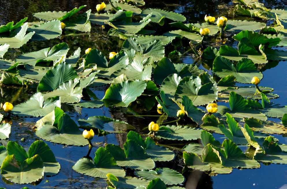 Lily Pads 0510